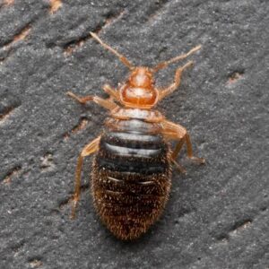 a blood-engorged bed bug