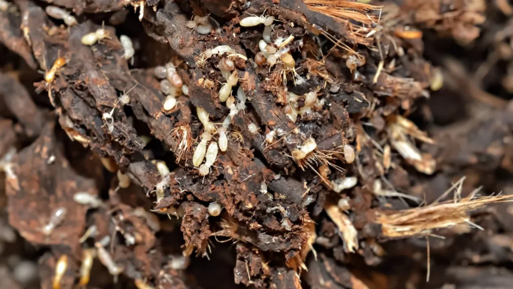 a colony of subterranean termites feasting on woods