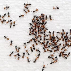 a group of foraging ants
