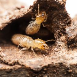 a macro of termites