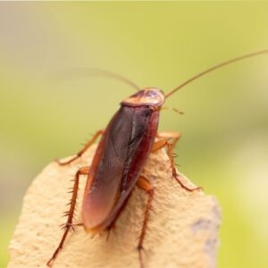an american cockroach