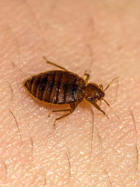A bed bug on someone's skin