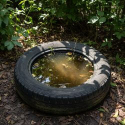 a discarded tyre containing water