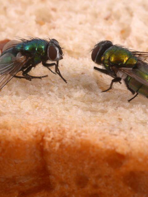 2 flies eating a piece of bread