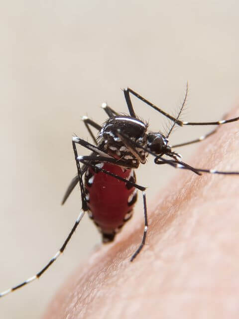 A female Aedes mosquito feeding blood