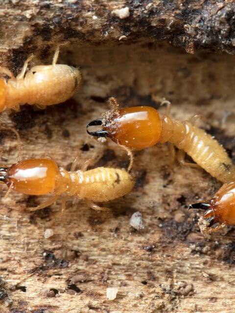 foraging termites