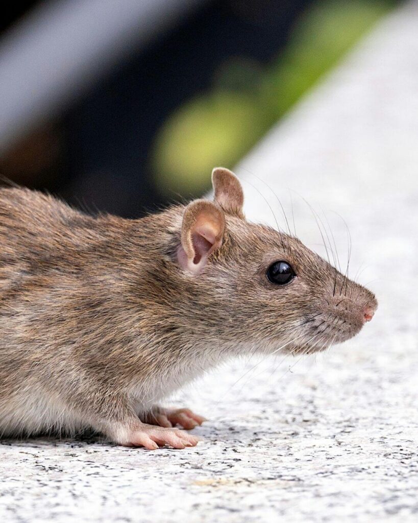 a foraging rat