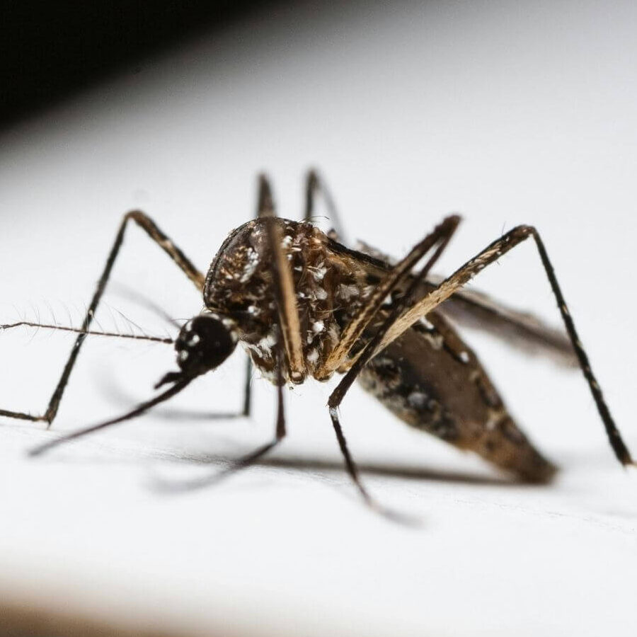 a close up of a tiger mosquito