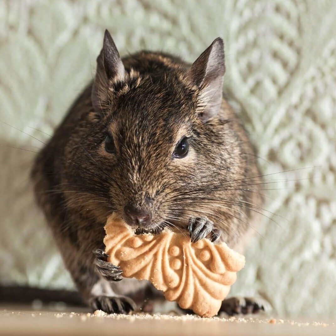 a rat eating biscuit