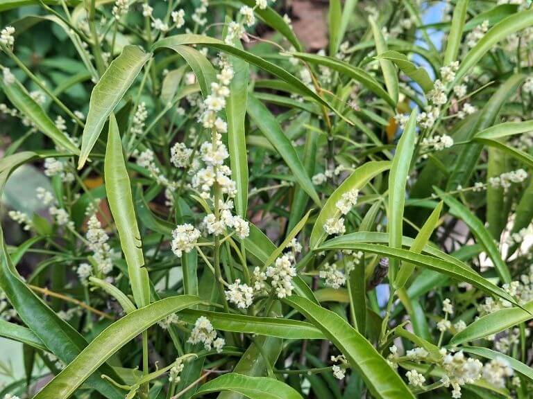 A zodia plant - also known as mosquito plant