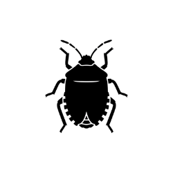 brown marmorated stink bug icon