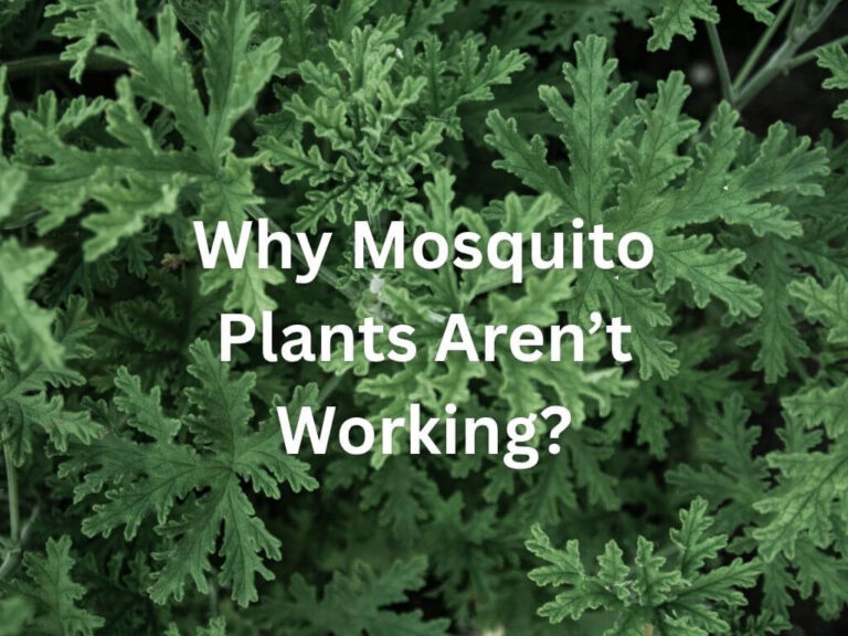 Why Your Mosquito Plants Aren’t Working