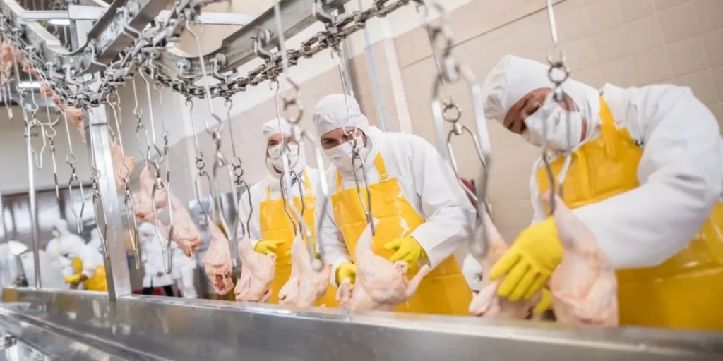workers working in a poultry production line