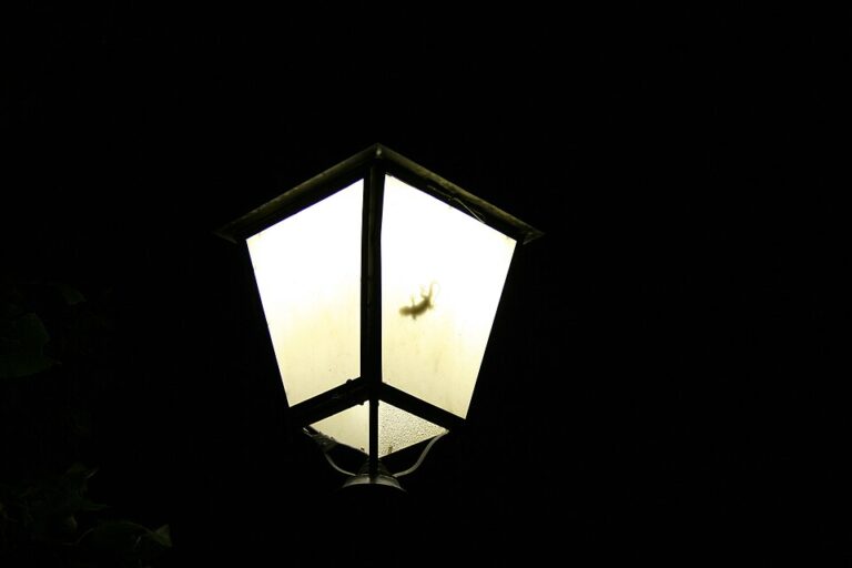 a gecko on a lamp waiting for its prey