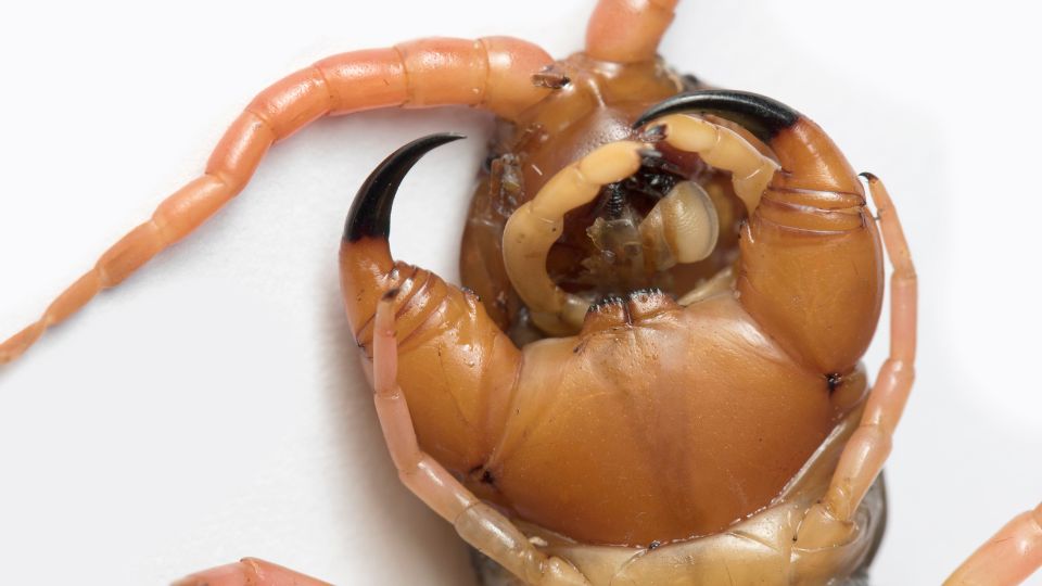 closed up of fangs of a centipede