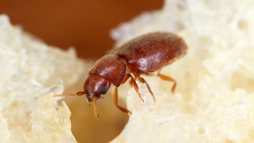 a beetle feeding on stored product