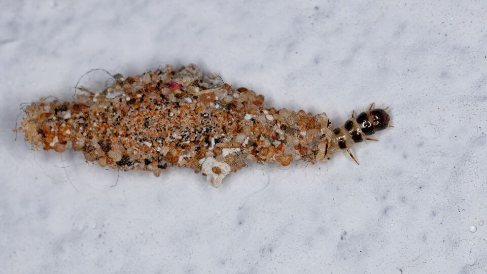 a case-making cloth moth