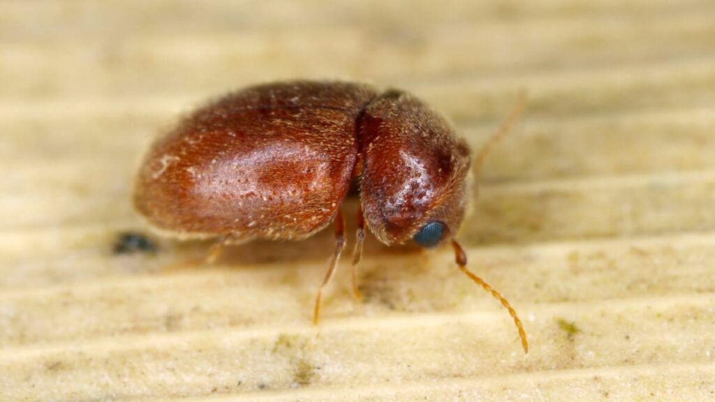 a closed up photo of a cigarette beetle