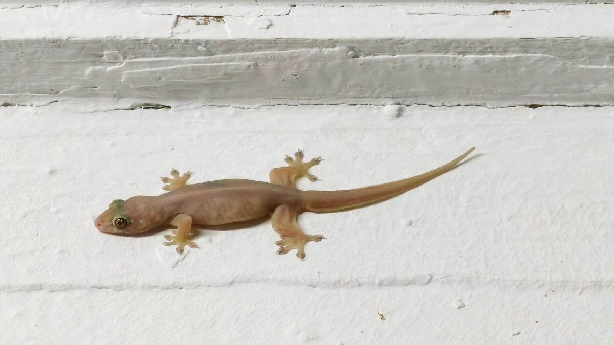 a house gecko
