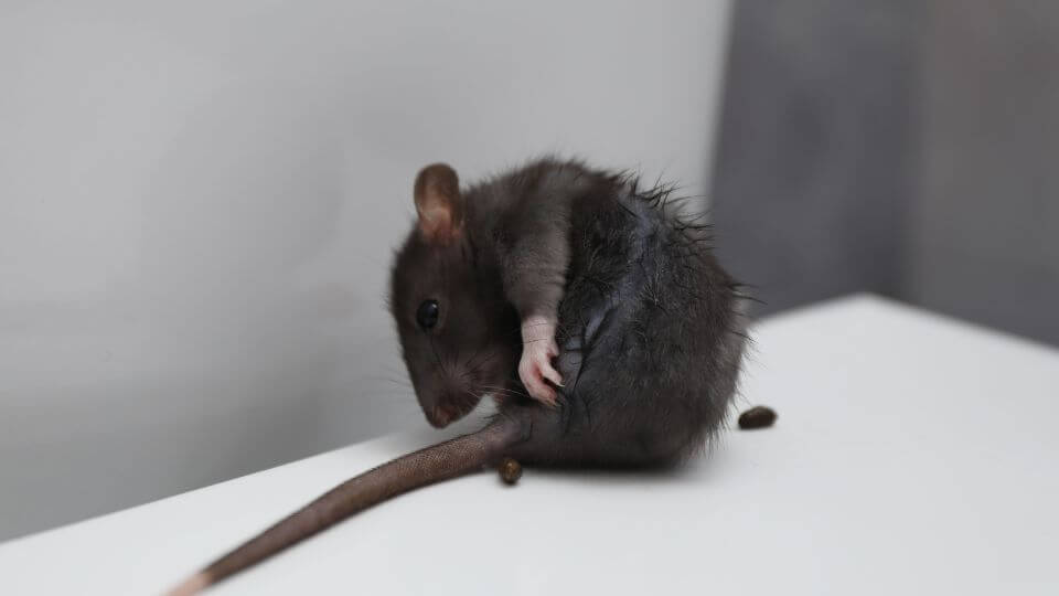 a rodent and its droppings