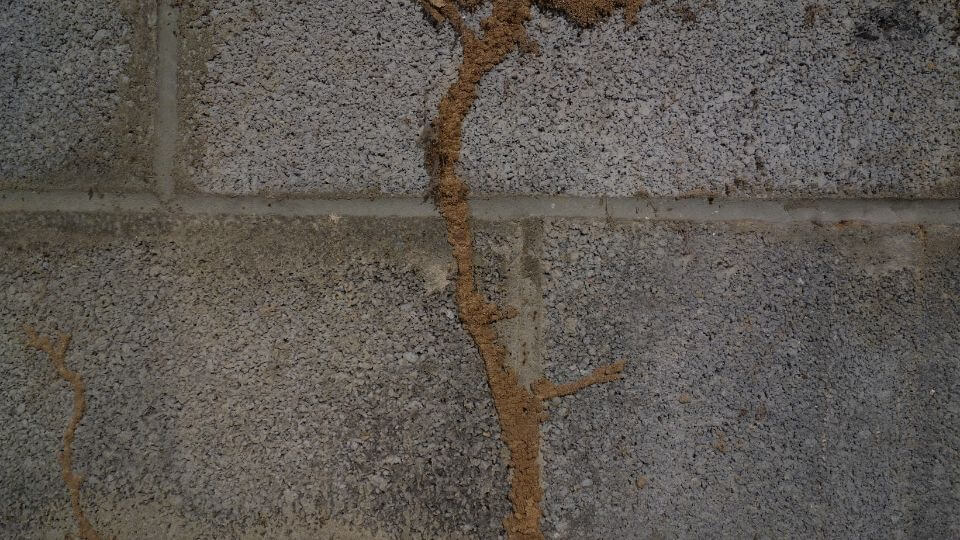 a termite mud trail on the wall