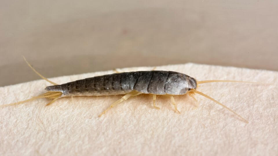 silverfish
