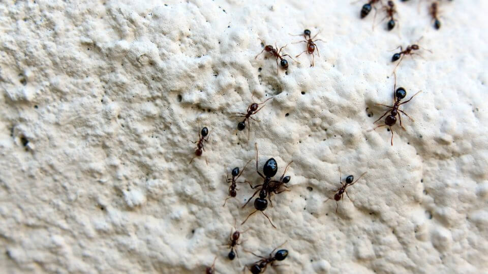 trail of ants