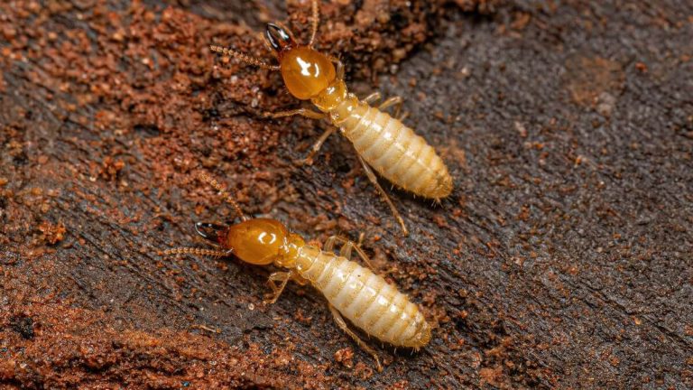 2 soldier termite on an infested item