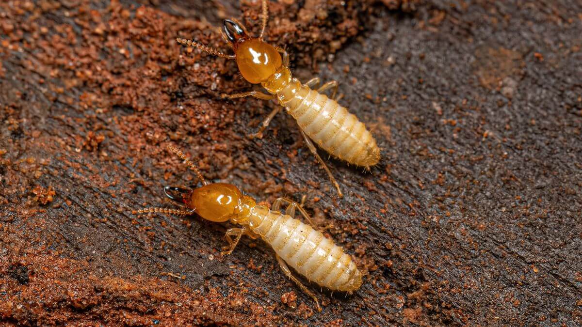 2 soldier termite on an infested item