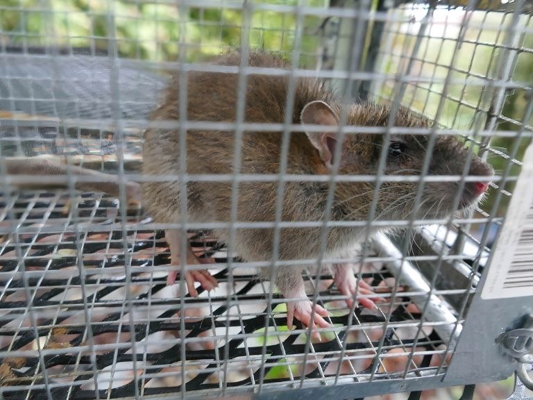 a rat trapped in a cage