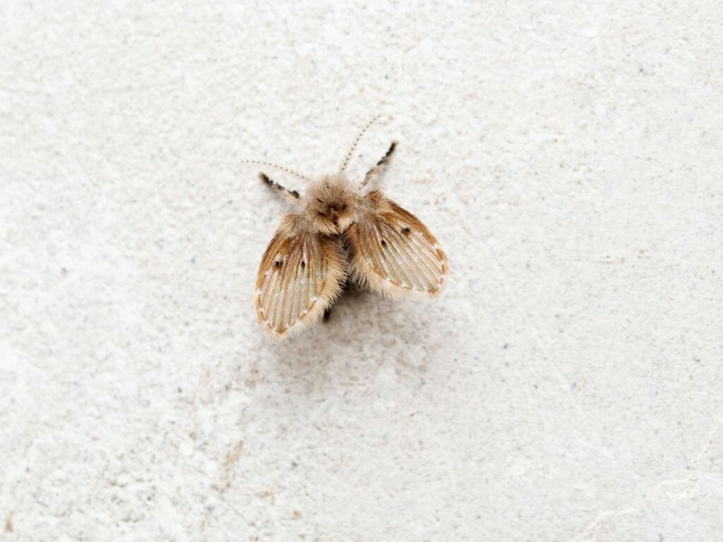 close up of a moth fly