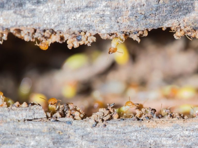close up of termites viewed through a gap of an invested item