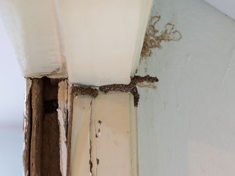 termite mud trail at door frame