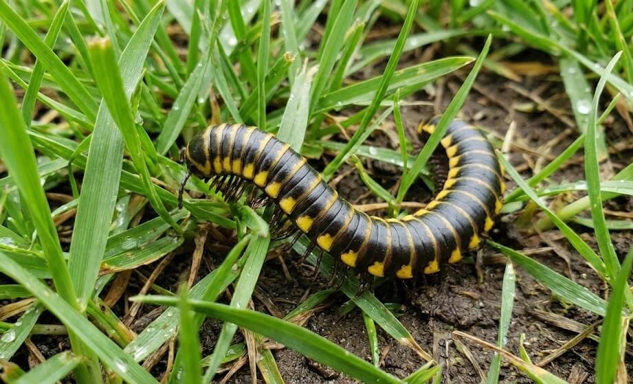 a yellow spotted millipedes at lawn